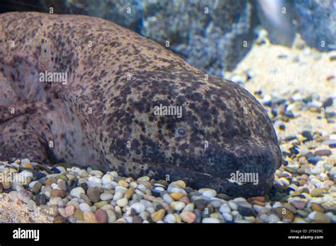 The Chinese Giant Salamander Andrias Davidianus Is One Of The Largest