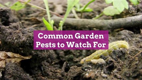 10 Common Garden Pests To Watch For And How To Get Rid Of Them