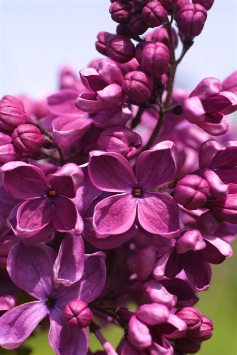 Finding The Right Variety Is The Key To Loving Your Lilacs The