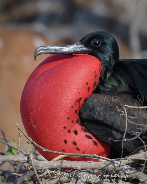 Great Frigatebird In The Galapagos Islands Shetzers Photography