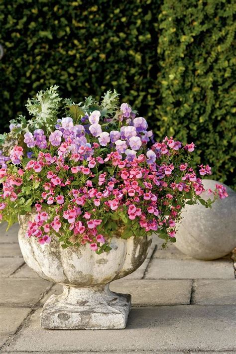 Shady Ladies Containers For Covered Porches Container Flowers