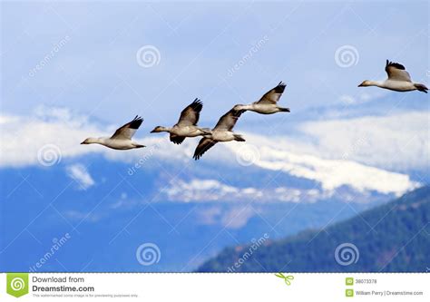 Snow Geese Flying Mountains Skagit Valley Washington Stock