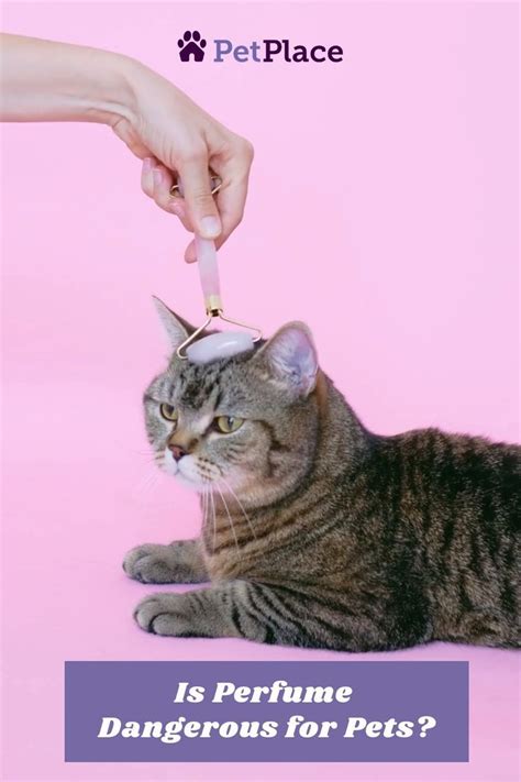 Is Perfume Dangerous for Pets? [Video] in 2021 | Pets, Funny animals