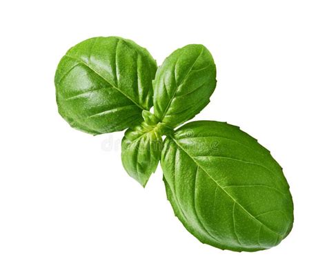 Fresh Basil Leaf Isolated On White Background Stock Image Image Of