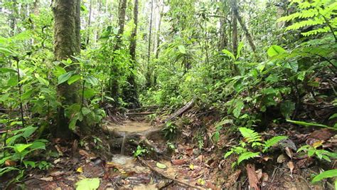 Pool Of Water On The Rainforest Floor After Very Heavy