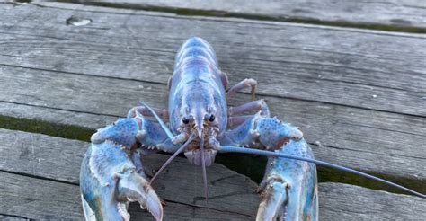 Ultra Rare Cotton Candy Lobster Caught In Maine ‘1 In 100 Million