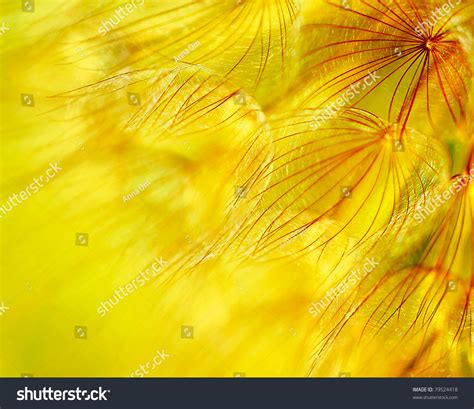 Abstract Dandelion Flower Background Extreme Closeup With