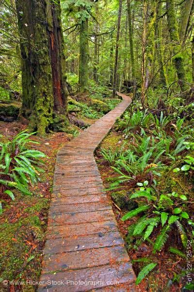 Boardwalk Rainforest Trail Pacific Rim National Park Vancouver Island