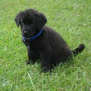 The chow rottweiler mix requires a copious amount of exercise and mental stimulation. Lab-Chow (Labrador Chow Mix) Info, Temperament, Training ...