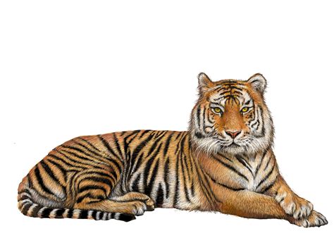 Clipart tiger realistic, Clipart tiger realistic ...