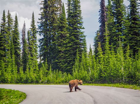 Bear Nature Animal Canada Travel World Mount Revelstoke Bear