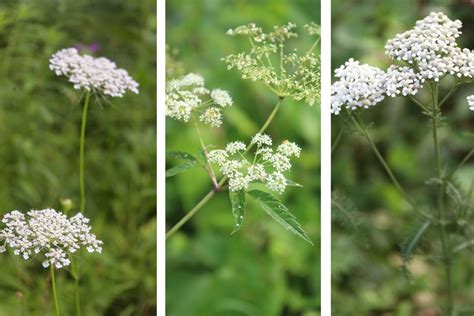 Keyword For How Do You Tell Poison Hemlock From Queen Anne S Lace