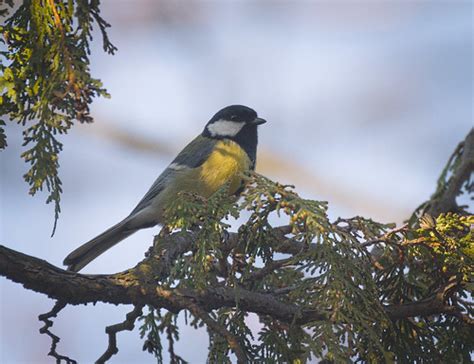 Great Tit Great Tit Parus Major Perched On A White Cedar Flickr