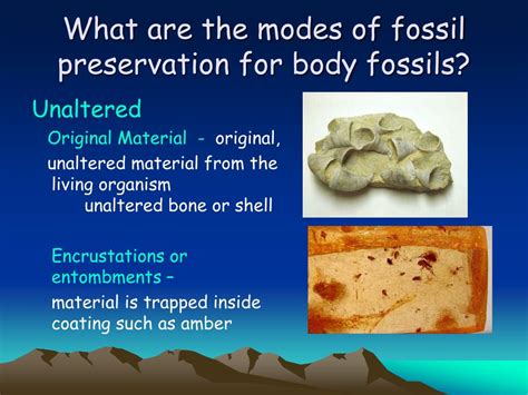 Ppt Fossils Powerpoint Presentation Free Download Id 164617