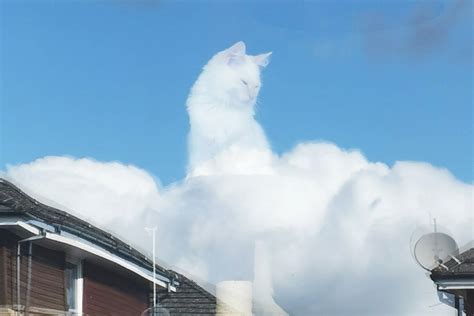 Katze Steigt Aus Wolken Empor Diese Optische Täuschung Begeistert
