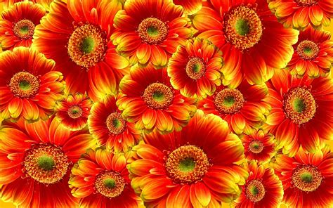 Gerbera Macro Flower Orange Petals Hd Desktop Wallpapers