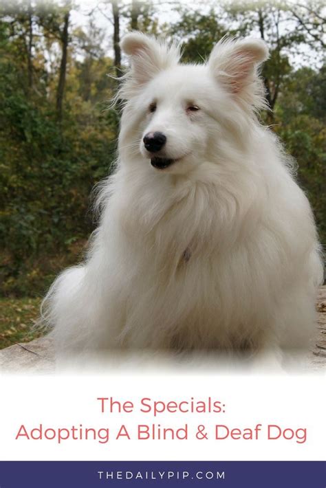 Adopting Training And Loving A Double Merle Deaf And Blind Dog