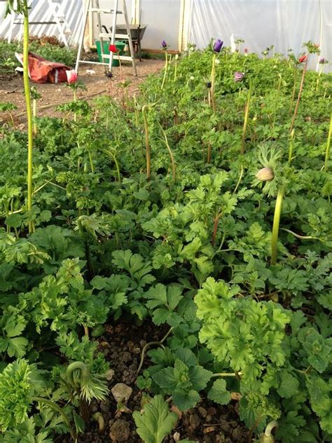 After all, pretty much anyone enjoys a. Martin & the Magpie Homegrown ~ our Anemones in the ...