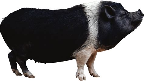 Png Hd Pig Transparent Hd Pigpng Images Pluspng