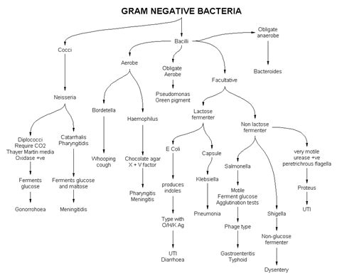 Gram Negative Rod Bacteria Medical Laboratory Scientist