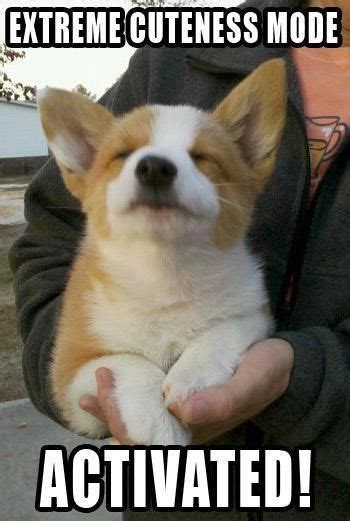 When In Doubt This Puppy Turns On The Cuteness Corgi Funny Corgi