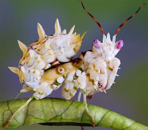 Orchid Mantis Beautiful Bugs Beautiful Flowers Amazing Nature Orchid