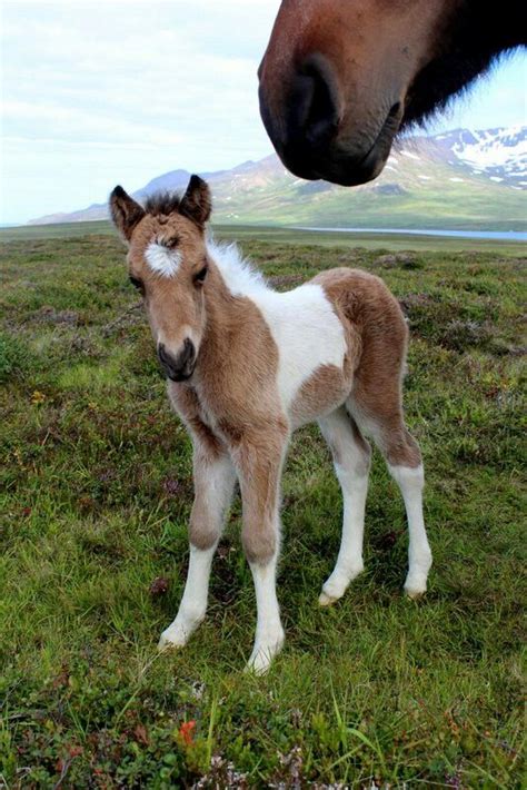 Icelandic Horse Foal Beautiful Horses Miniature Horse Icelandic Horse
