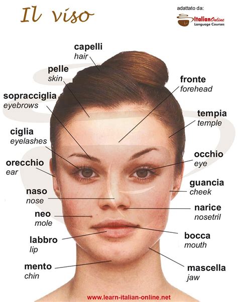 Le Parti Del Viso Face Parts Italian Phrases Italian Words Learn