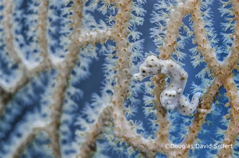 Birds Head Seascape Pygmy Seahorse By Douglas Seifert Birds Head