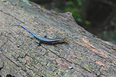 What Do Blue Tailed Skinks Eat In The Wild And As Pets