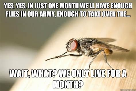 Evil Plotting Fly Memes Quickmeme