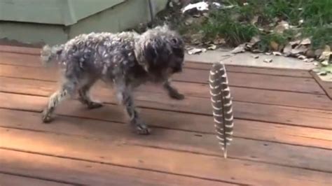 Ce chien se retrouve face à une plume Et sa réaction est totalement inattendue