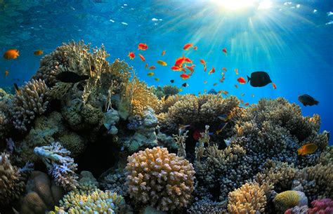 Fish Social Lives May Be Key To Saving Coral Reefs Uc Davis