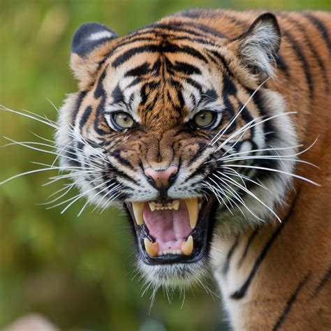 Angry Bengal Tiger