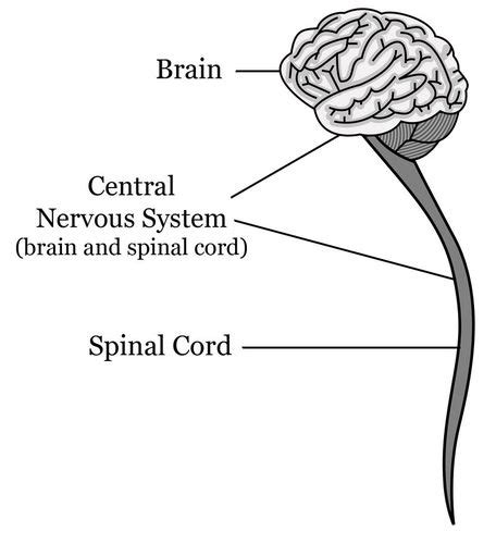The Nervous System Ck 12 Foundation