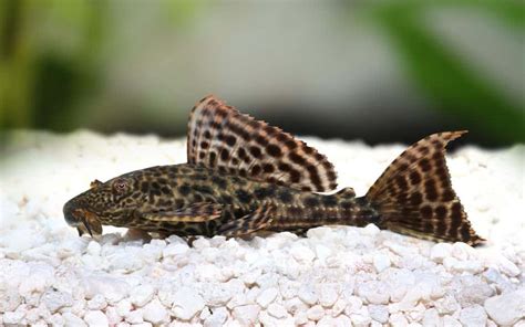 Common Pleco Features Care Guide Breeding And Disease Ibmk
