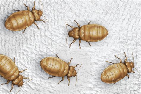 Bed Bugs Cimex Lectularius 11 Photograph By Science Picture Co Fine