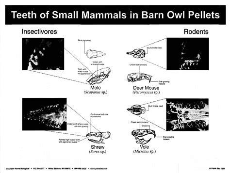 P17: Teeth of Small Mammals Poster — Mountain Home Biological