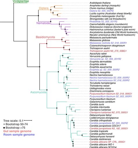 Phylogenetic Tree Of Recovered Eukaryote Genomes Genomes From