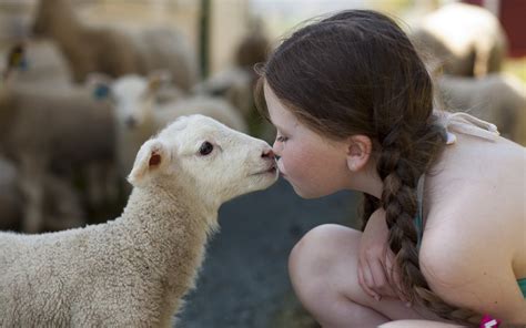 Child Sheep Lamb Kissing Affection Feeling Animal