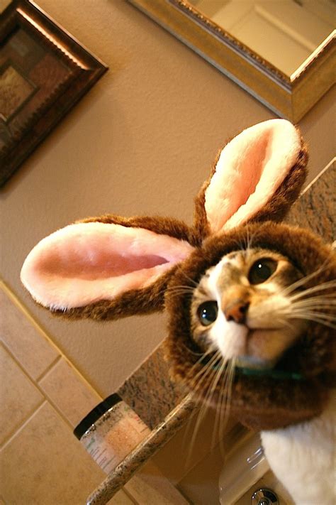 10 Best Images About Easter Cats On Pinterest Kitty Cats