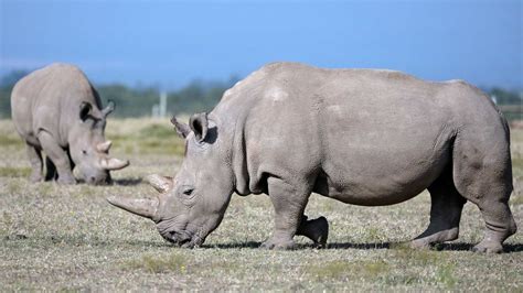 Northern White Rhinos 10 More Eggs Have Been Harvested From The Only 2