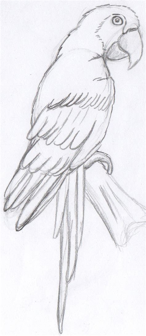 Parrot Pencil Sketch At Explore Collection Of