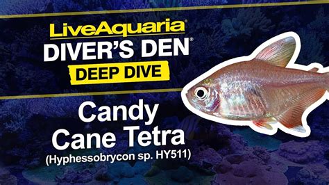Liveaquaria Divers Den Deep Dive Candy Cane Tetra Hyphessobrycon