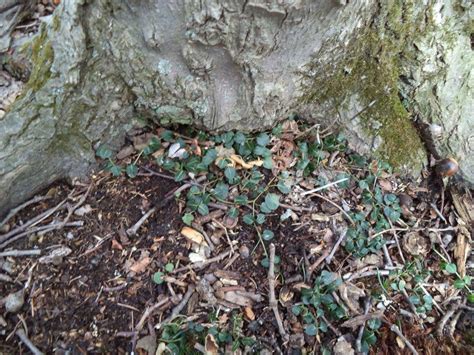 Mitchella Repens Partridge Berry An Evergreen Native Groundcover