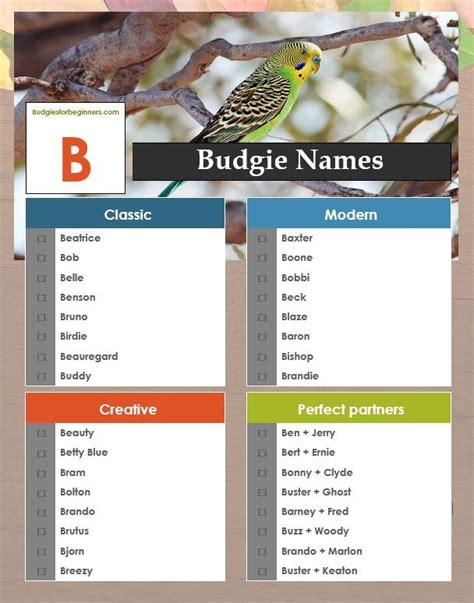 Unique Pet Bird Names Beginning With A B C D Budgie Names Pet
