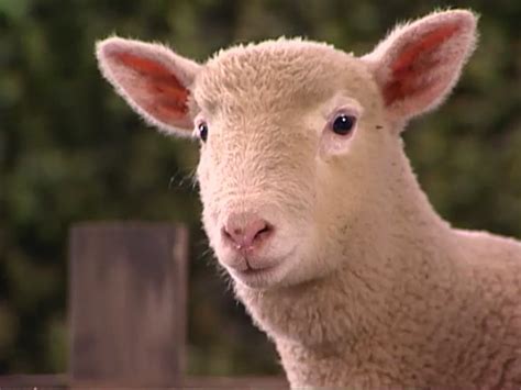 Lamb Oobi Wiki Fandom
