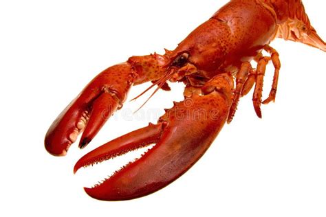 Lobster Stock Image Image Of Culinary Fresh Ocean Boiled 7676337