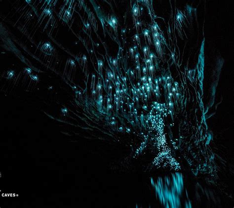 Waitomo Glowworm Caves Waitomo Caves 2023 Ce Quil Faut Savoir Pour