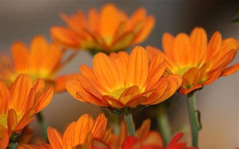 Beautiful Orange Flowers Wallpapers Hd Desktop And Mobile Backgrounds